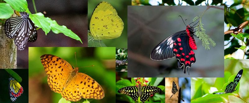 Colombo Private Tour - Ceylon Kingsmen  Butterfly Garden
