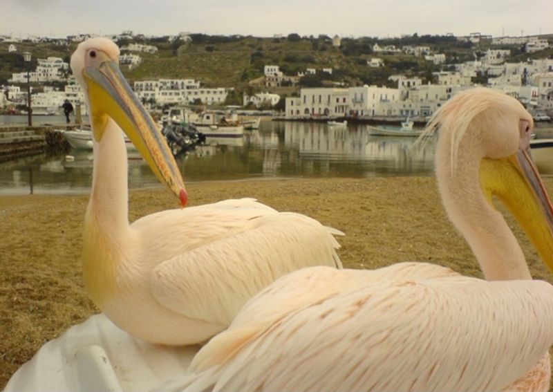 Mykonos Private Tour - The pelicans, the mascots of Mykonos