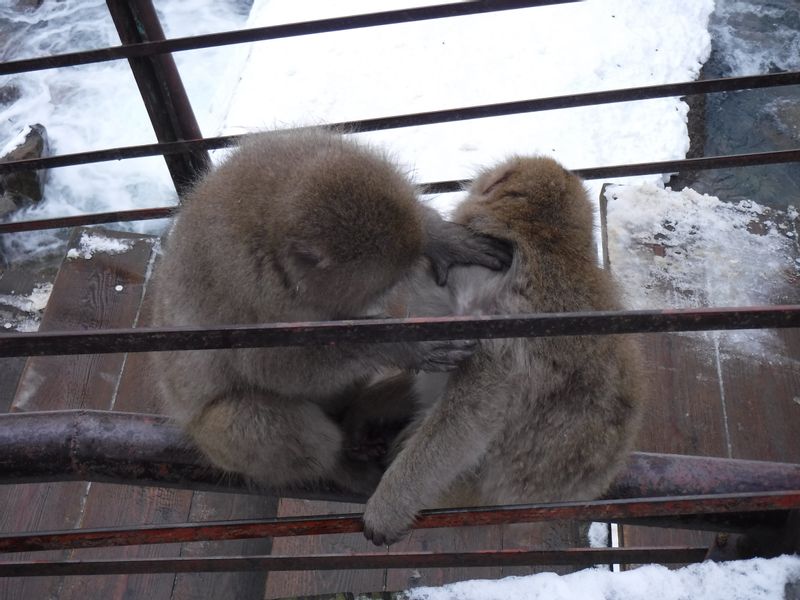 Nagano Private Tour - They look very intimate!