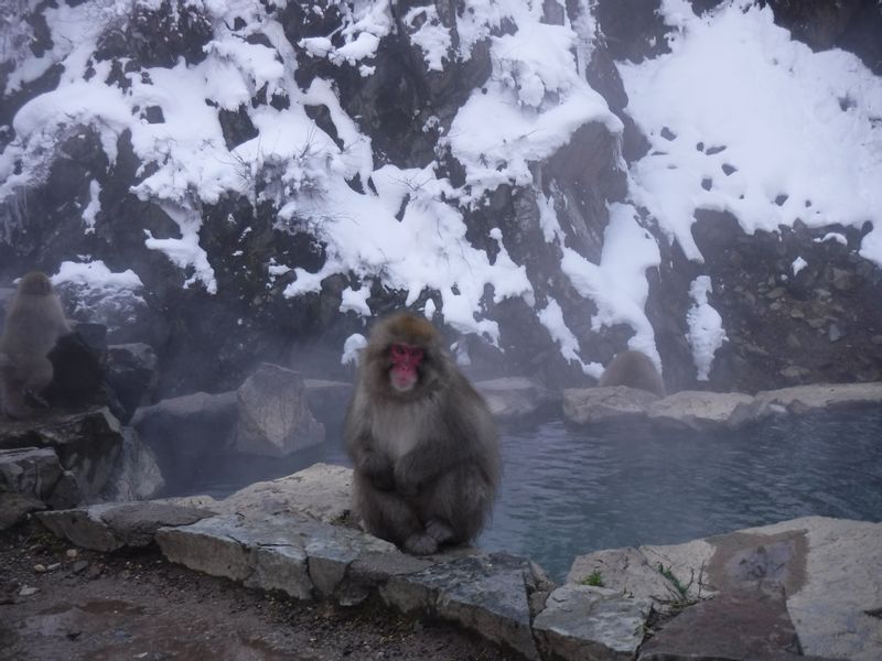 Nagano Private Tour - In winter, we often see them bathe in the hot spring. It is too cold to stay outside for them.