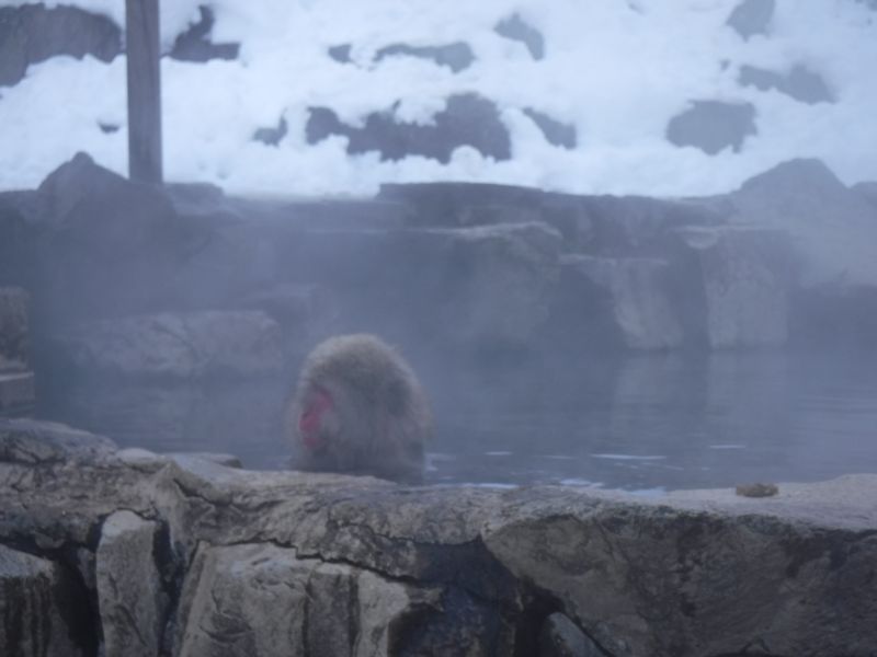 Nagano Private Tour - They endure the cold in winter.