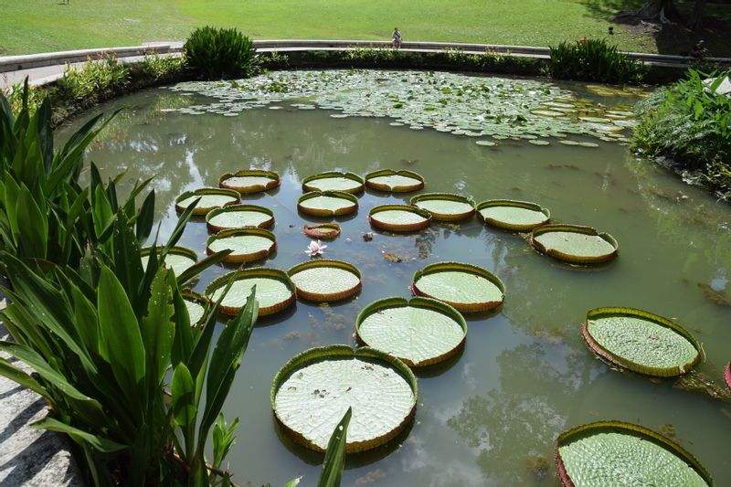 Singapore Private Tour - Symphony Lake at Singapore Botanic Garden.