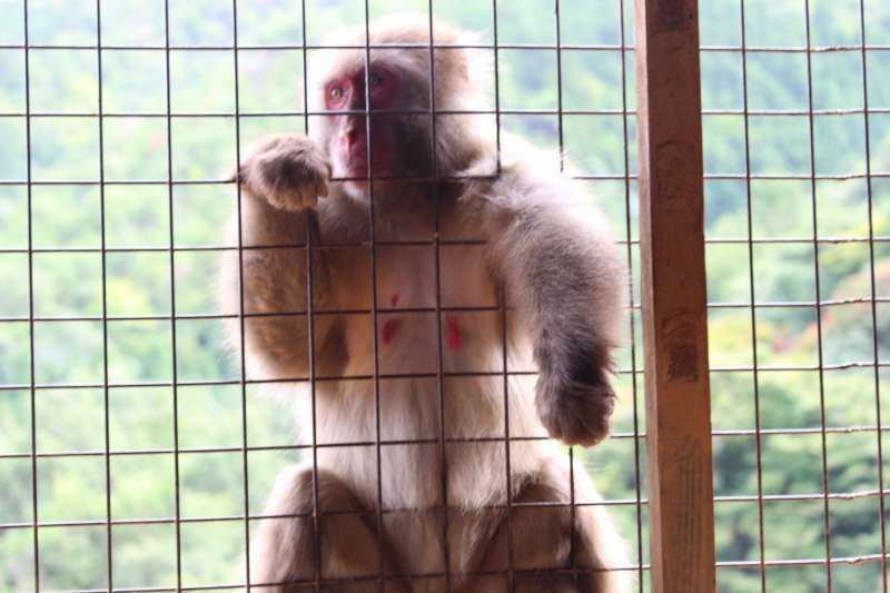 Kyoto Private Tour - "Be a Monkey" Experience
It's YOU in the cage.
Give them some fruits by hand!