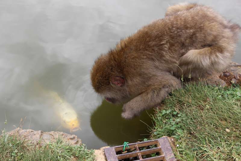 Kyoto Private Tour - "Be a Monkey" Experience
A baby monkey is trying to catch a Koifish.
You can literally be right beside monkeys.