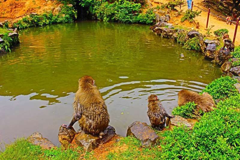 Kyoto Private Tour - Swimming monkeys in summer.