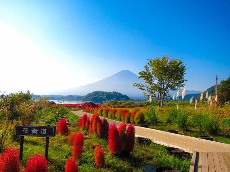 Tokyo Private Tour - Oishi park (in autumn season)〈Mt.Fuji / Lake Kawaguchi area scenic spots one day tour〉