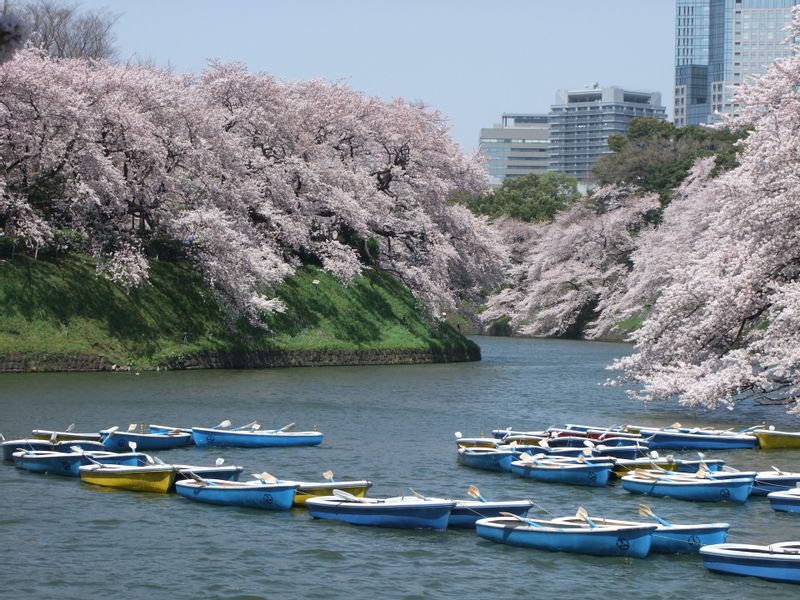 Tokyo Private Tour - cherry blossom