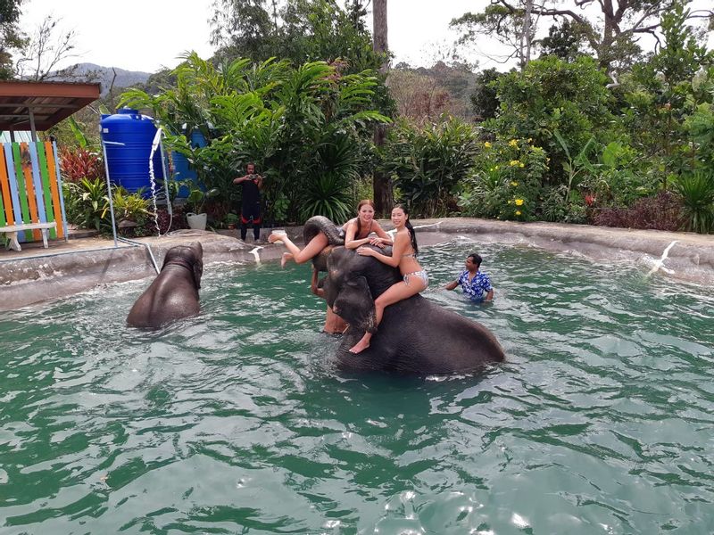 Phuket Private Tour - At Elephant Camp.
Now they are doing Shower with Elephant. 