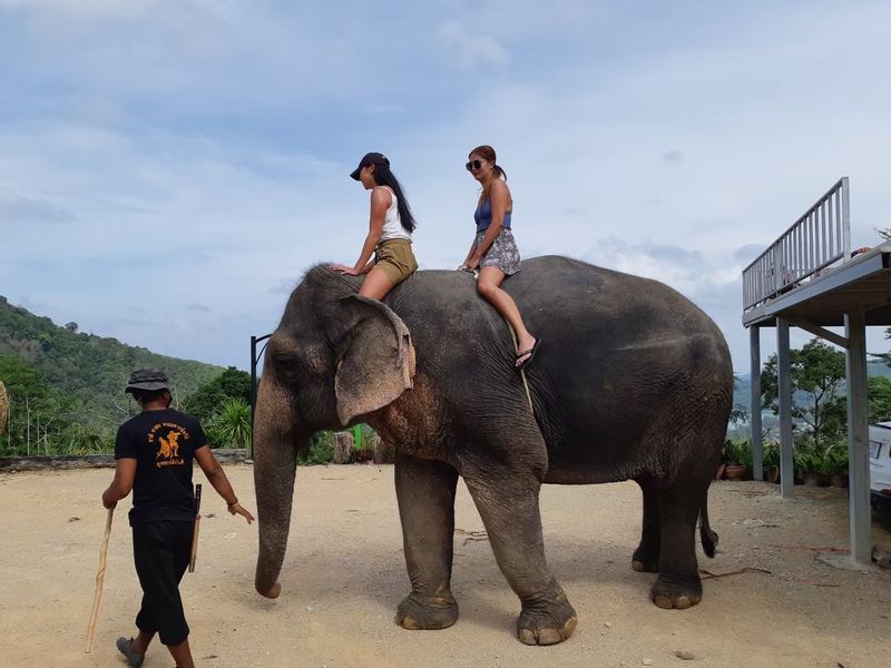 Phuket Private Tour - At Elephant Camp.
Now they are Bareback Elephant Trekking. 