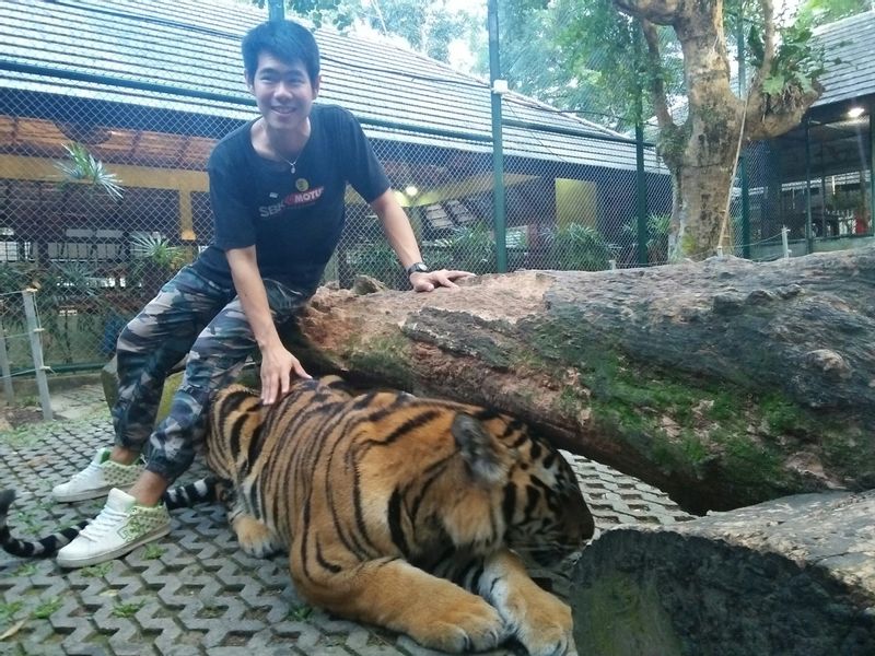 Phuket Private Tour - At Tiger Kingdom.
Now he is touching a tiger.