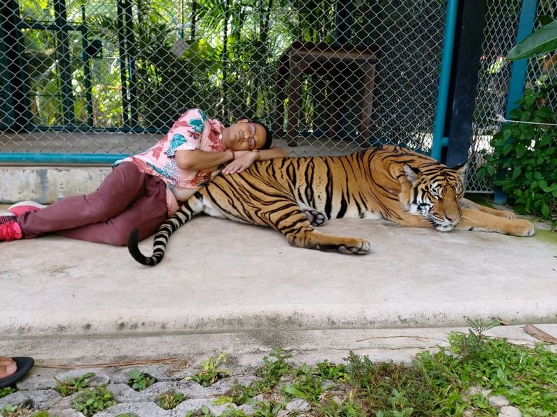 Phuket Private Tour - At Tiger Kingdom.
Now he is lying next to the tiger.