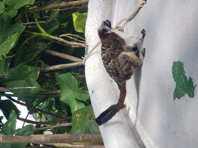 Panama City Private Tour - Cute little monkeys!