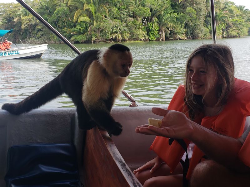 Panama City Private Tour - 1 of the 3 types of monkey we usually see