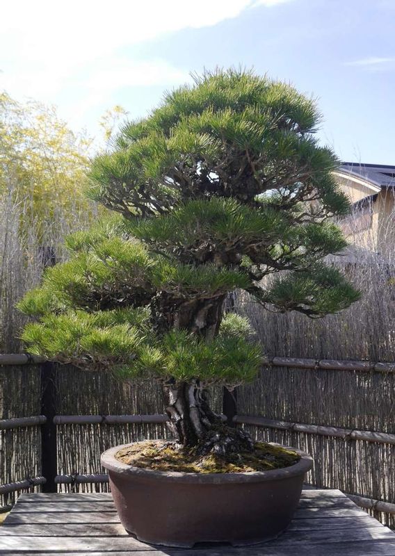 Saitama Private Tour - Magnificent bonsai at Omiya Bonsai Art Museum 