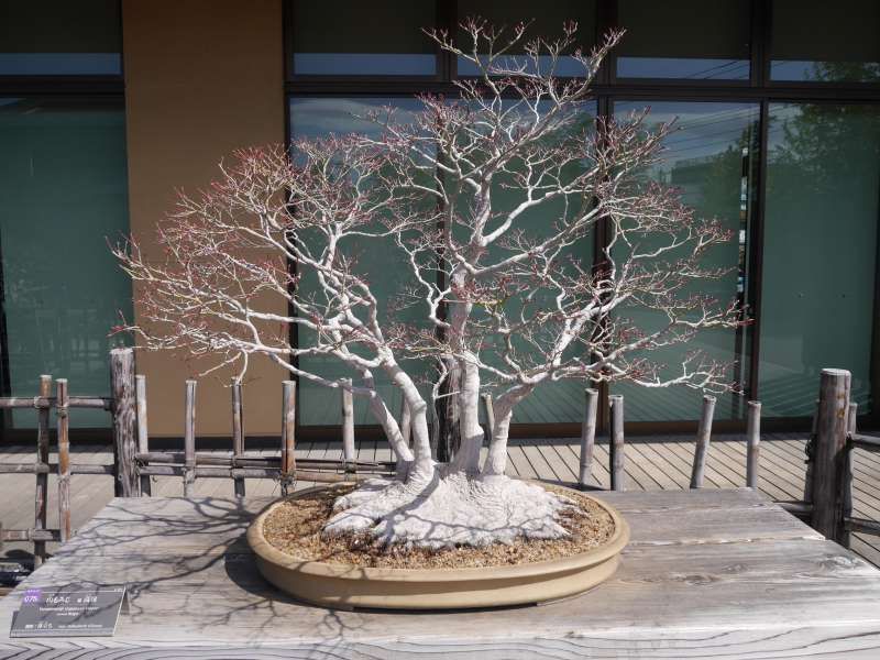 Saitama Private Tour - Magnificent bonsai at Omiya Bonsai Art Museum