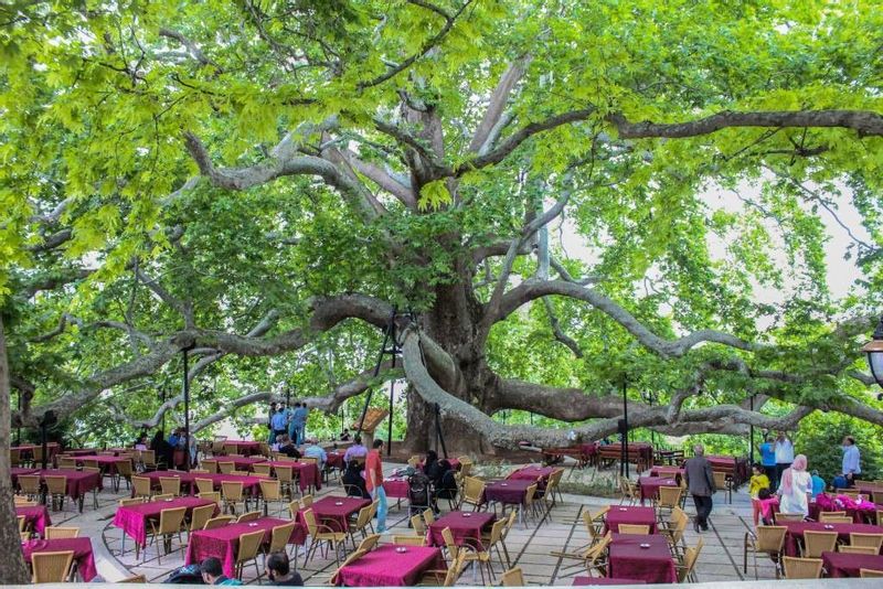 Istanbul Private Tour - Oak Tree