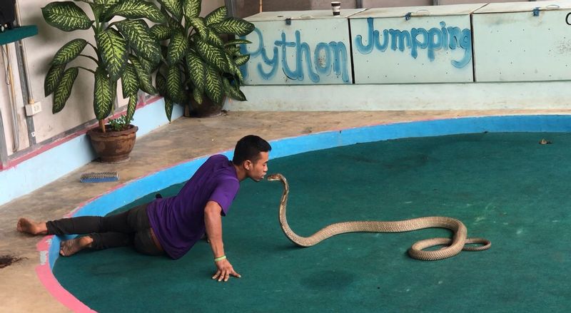 Phuket Private Tour - 16.	Snake Show