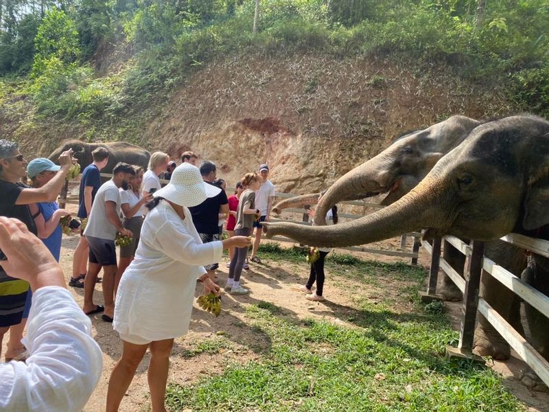 Phuket Private Tour - 14.	Elephant Sanctuary