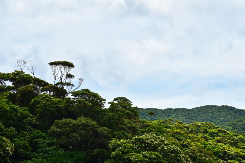 Okinawa Main Island Private Tour - Broccoli-like "Itajii" and white-flowering "Iju" are dominant trees in Yambaru forest 