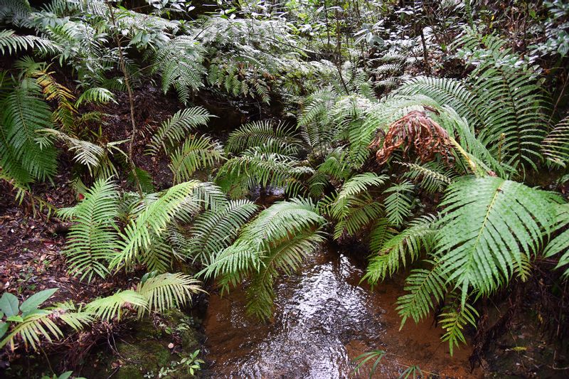 Okinawa Main Island Private Tour - Hard ferns at the waterside 