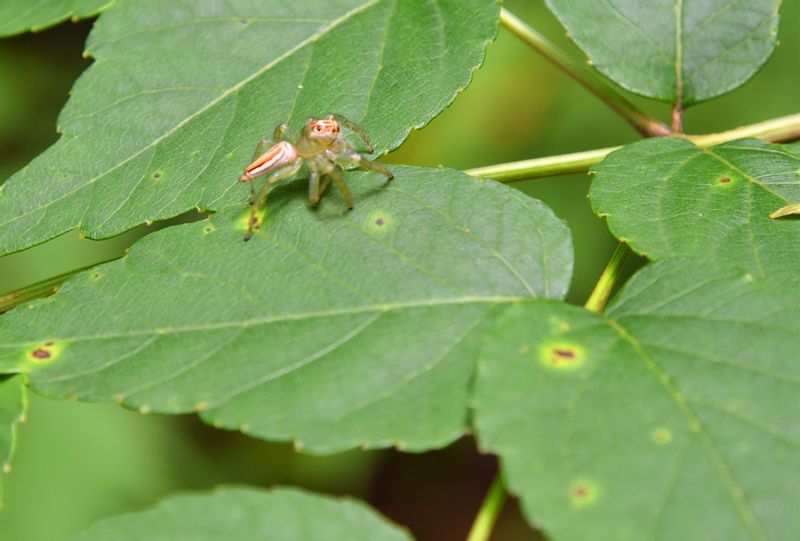 Okinawa Main Island Private Tour - A small hunter, Jumping spider 