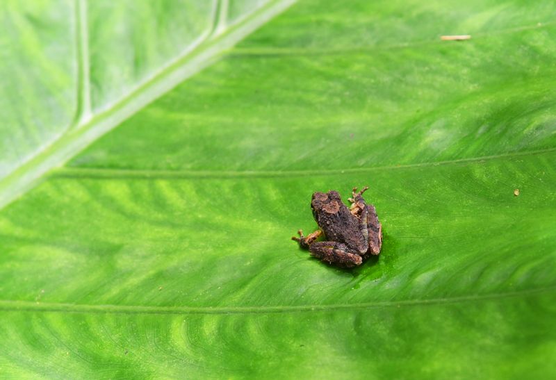 Okinawa Main Island Private Tour - Ryukyu kajika frog, also known as a singing frog, on an alocasia leaf