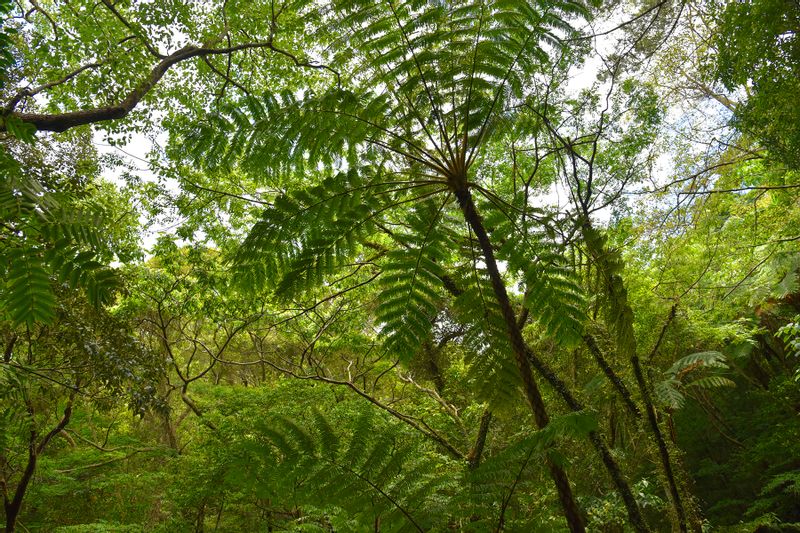 Okinawa Main Island Private Tour - Walk in the living fossil tree fern forest 