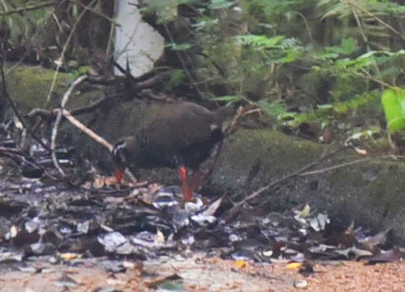 Okinawa Main Island Private Tour - The icon of the Yambaru forest, an endemic flightless bird "Yanmaru kuina" (Okinawa rail)