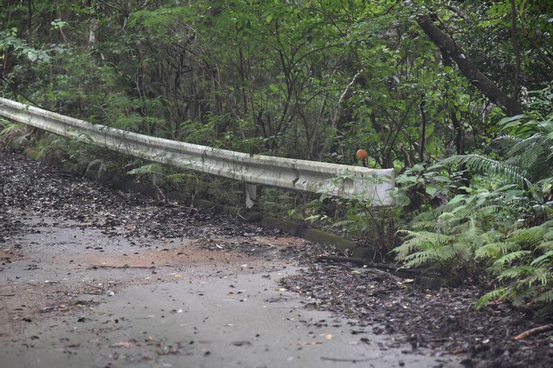 Okinawa Main Island Private Tour - Can you find a bird in this picture?