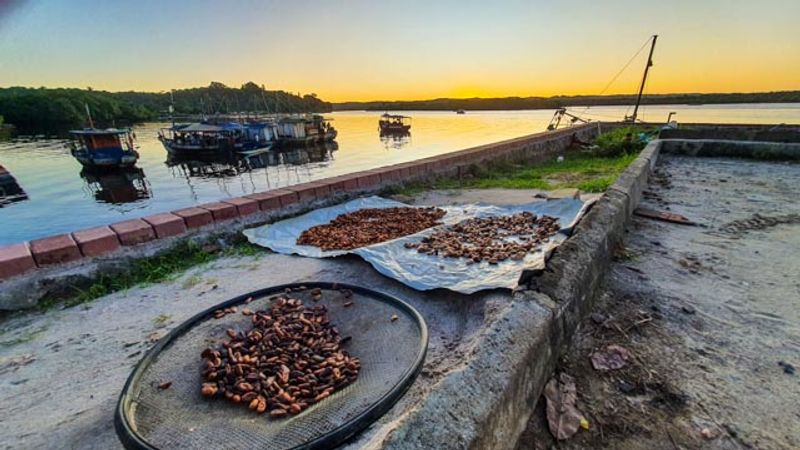 Itacare Private Tour - Cocoa Beans Sunset Drying