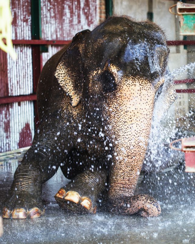 Delhi Private Tour - Elephant conservation and care center.