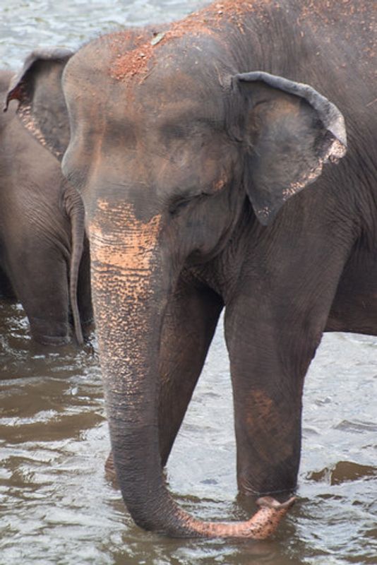 Delhi Private Tour - Elephant conservation center near Agra