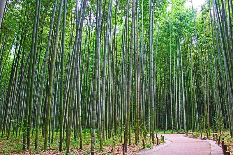 Kyoto Private Tour - Arashiyama Bamboo Groves. Enjoy the nature sound and the fresh breeze.