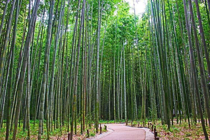 Kyoto Private Tour - Arashiyama Bamboo Groves. Enjoy the nature sound and the fresh breeze.