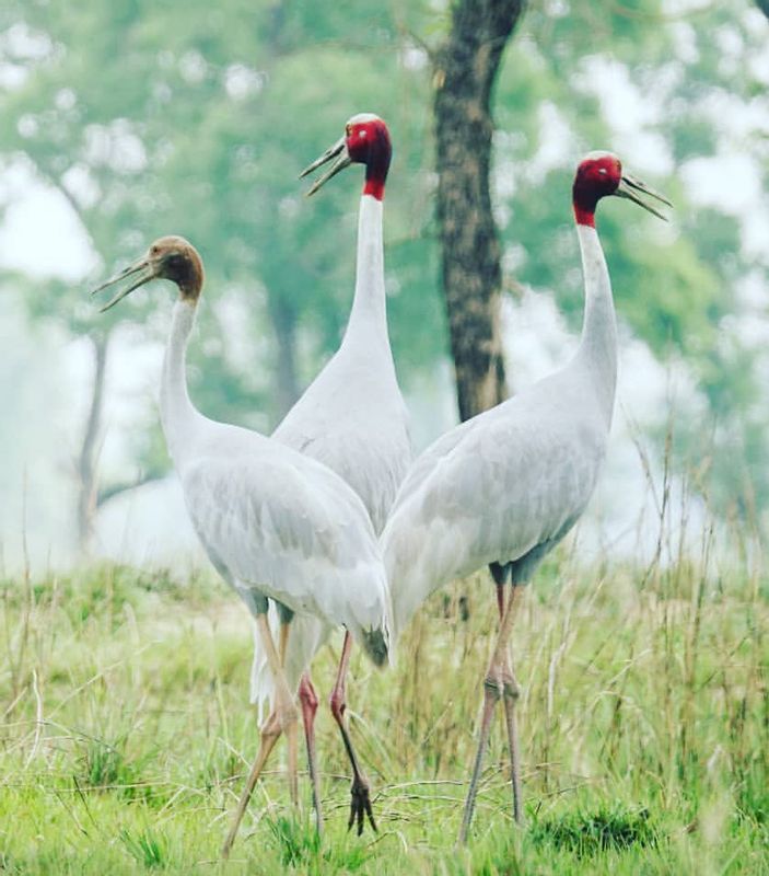 Lumbini Private Tour - CRANES IN LUMBINI
#BIRDWATCHING