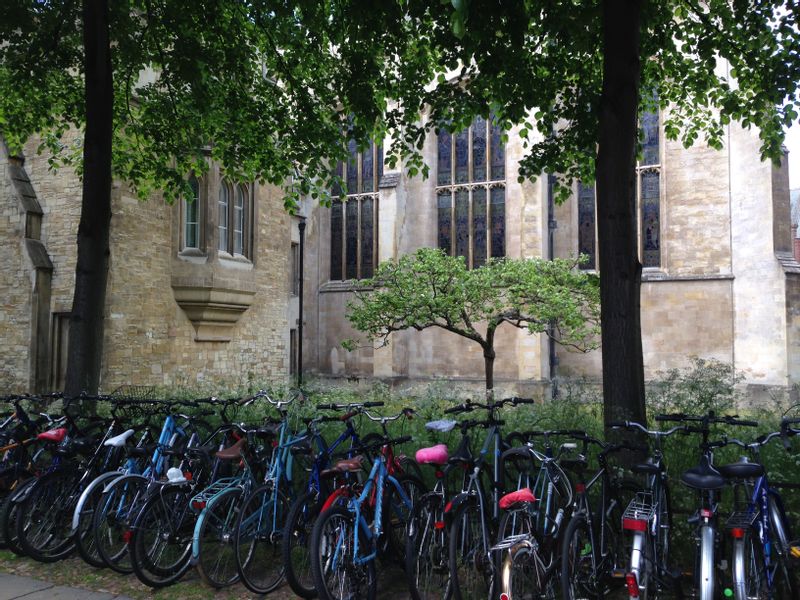 Cambridge Private Tour - An apple tree for a fruitful man of science