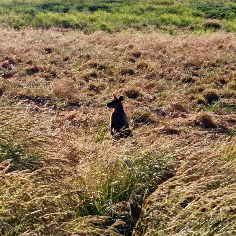 Melbourne Private Tour - A wallaby in the grassland