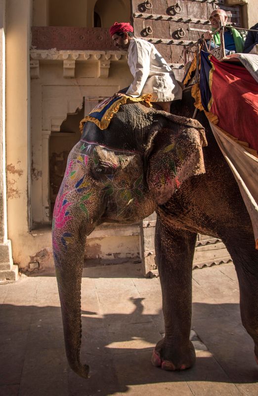 Jaipur Private Tour - Elehants at the Amer Fort