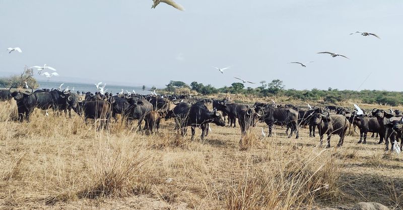 Kampala Private Tour - Buffalo herd in Murchison Falls National Park 