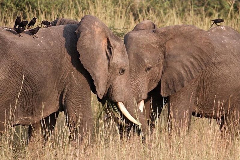 Kampala Private Tour - Elephants sighted during game drive 