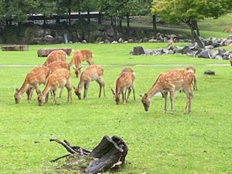 Nara Private Tour - Deer in Nara Park