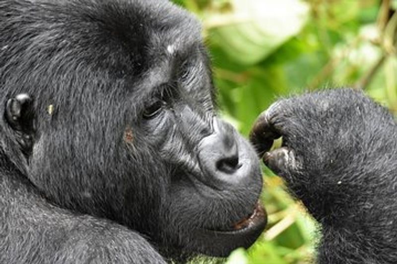 Kampala Private Tour - Female gorilla 