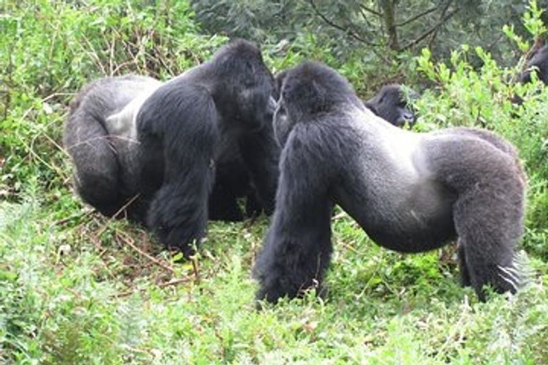 Kampala Private Tour - Silverbacks 