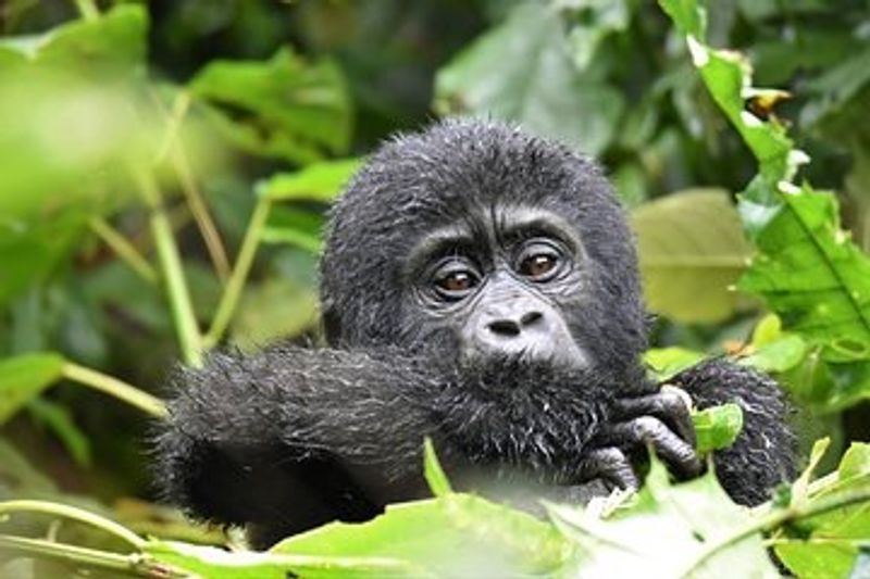 Kampala Private Tour - Gorilla infant 