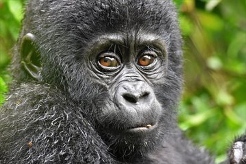 Kampala Private Tour - Gorilla Infant 