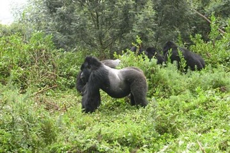 Kampala Private Tour - Silverback 