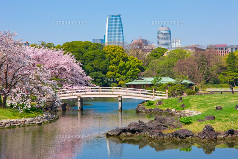 Tokyo Private Tour - Hamarikyuu Japanese garden, cherry blossoms