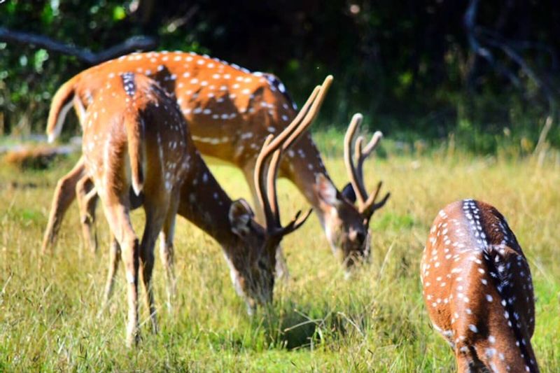 Colombo Private Tour -  Yala  National Park