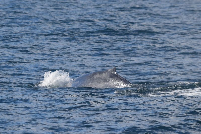 Colombo Private Tour - Whales at Mirissa