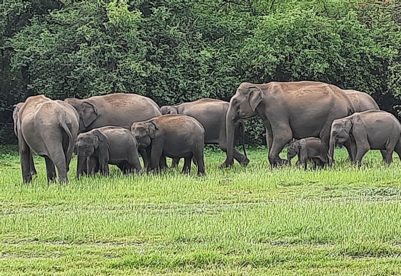 Colombo Private Tour - heard of wild elephants